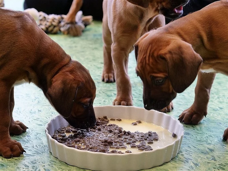 K prodeji jsou štěňata rhodéského ridgebacka.
