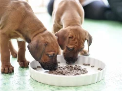 K prodeji jsou štěňata rhodéského ridgebacka.