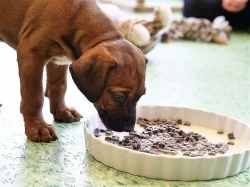 K prodeji jsou štěňata rhodéského ridgebacka.