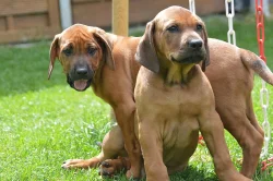 K prodeji jsou štěňata rhodéského ridgebacka.