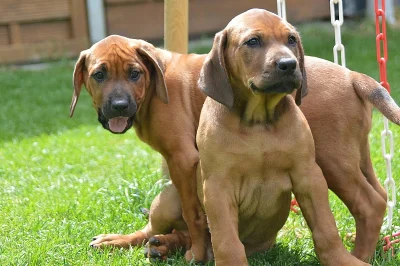 K prodeji jsou štěňata rhodéského ridgebacka.