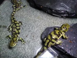 Ambystoma mavortium