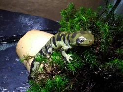 Ambystoma mavortium
