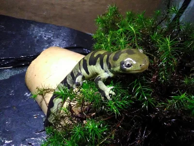 Ambystoma mavortium