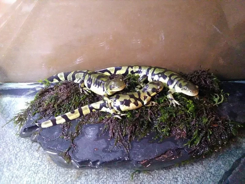 Ambystoma mavortium