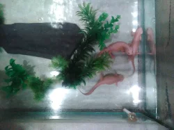 Pleurodeles waltl Gold