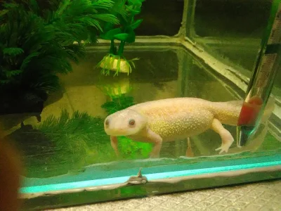 Pleurodeles waltl Gold