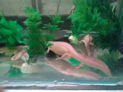 Pleurodeles waltl Gold