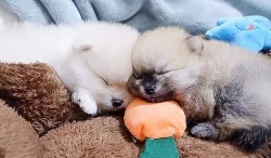Mini pomeranian s PP