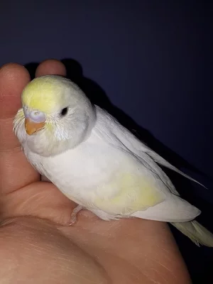 Ručně dokrmená andulka samice vhodná jako mazlíček