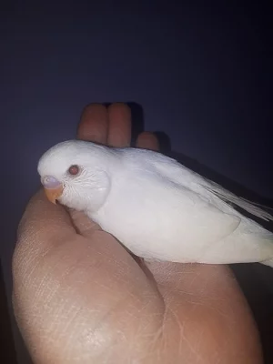 Ručně dokrmená andulka samice albino