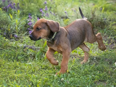 Rhodéský ridgeback, štěňátka