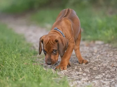 Rhodéský ridgeback, štěňátka