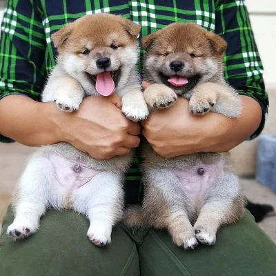 Shiba Inu štěňata s doklady