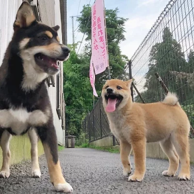 Shiba Inu štěňata s doklady