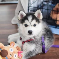 Sibiřský husky – 2 fenky a 3 pejsci s PP k odběru.