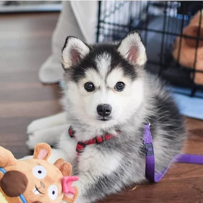 Sibiřský husky – 2 fenky a 3 pejsci s PP k odběru.