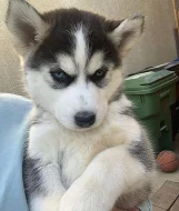 Sibiřský husky – 2 fenky a 3 pejsci s PP k odběru.