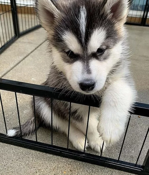 Sibiřský husky – 2 fenky a 3 pejsci s PP k odběru.