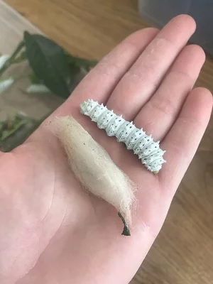 Martináč pajasanový