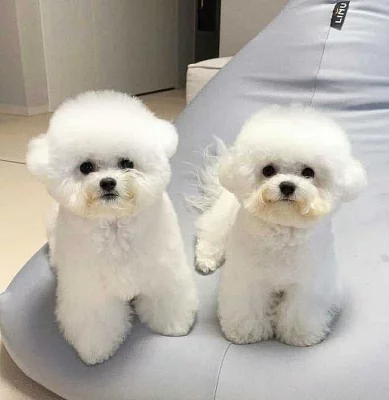 Prodám Bišonka štěňata