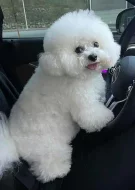 Prodám Bišonka štěňata