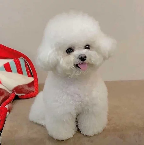 Prodám Bišonka štěňata