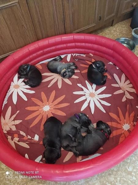 prodej štěňat knírač střední pepř a sůl