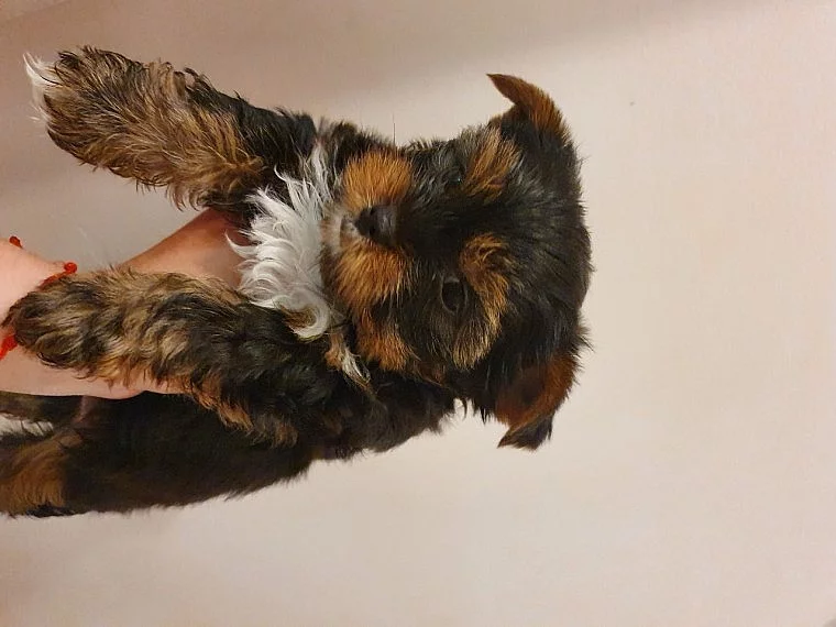 Mini krásná štěňata Jorkšírského teriéra