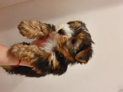 Mini krásná štěňata Jorkšírského teriéra