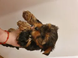 Mini krásná štěňata Jorkšírského teriéra