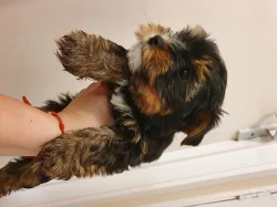 Mini krásná štěňata Jorkšírského teriéra