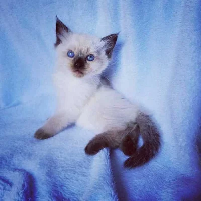 Koťátka Neva Masquerade v barvě Seal point