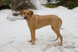 rhodéský ridgeback - štěňata