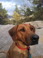 rhodéský ridgeback - štěňata