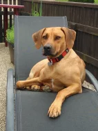 rhodéský ridgeback - štěňata