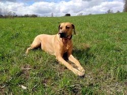 rhodéský ridgeback - štěňata