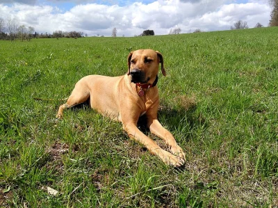 rhodéský ridgeback - štěňata
