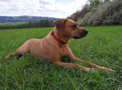 rhodéský ridgeback - štěňata