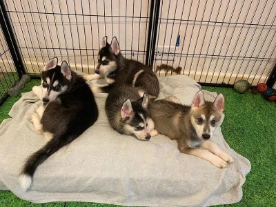 Čistě sibiřský husky štěňata na prodej