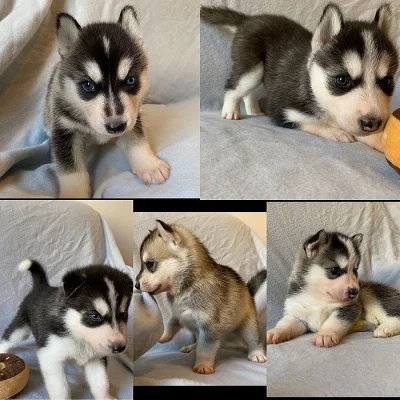 Čistě sibiřský husky štěňata na prodej