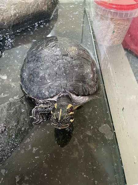 Daruji želvu i s akváriem za odvoz