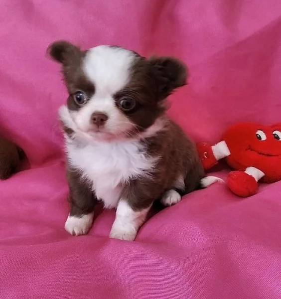 Čivava mini čoko dlouhosrstá