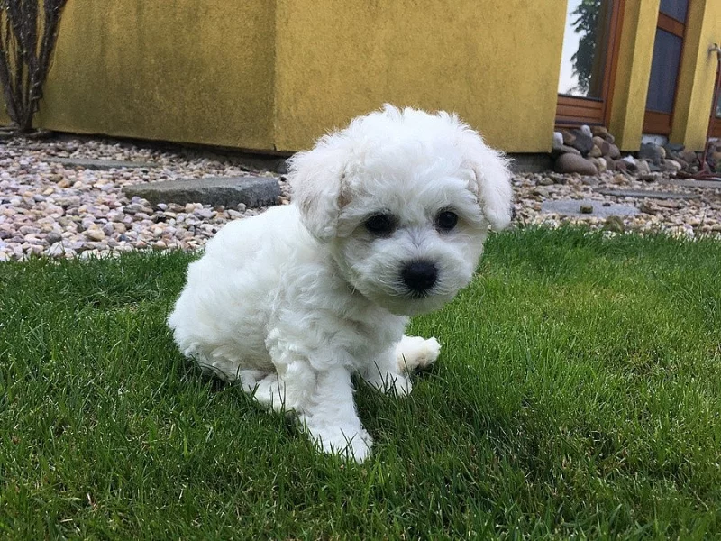 Štěně fenka Bichon Frisé