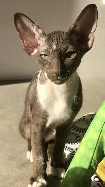 PETERBALD ( Petěrburský sphynx)