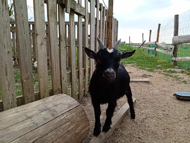 Prodám kamerunské kozy