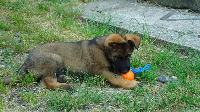 Německý ovčák s PP