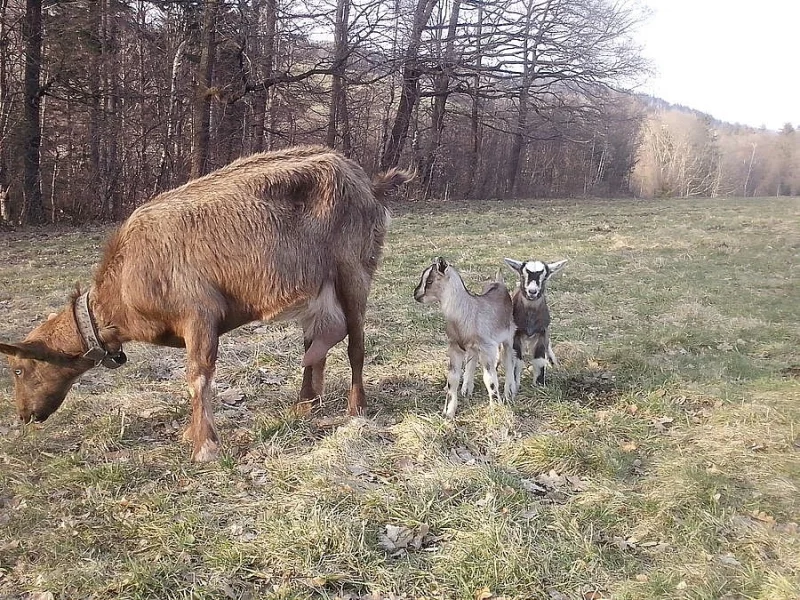 kozlík Loyd hledá domov