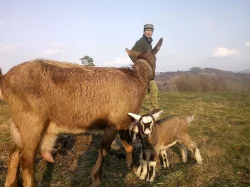 kozlík Loyd hledá domov