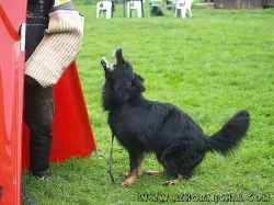 Fenka německého ovčáka s PP